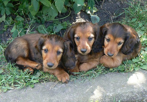 Jezev��k dlouhosrst� trpasl���-kr�li��