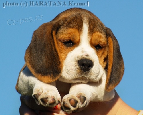 B�gl - �teniatka na predaj!