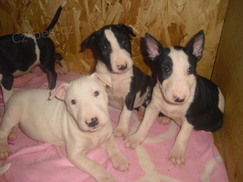 Bullterrier - velmi kvalitn� vrh 