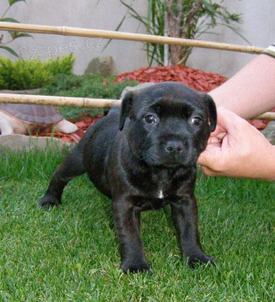 Staford��rsk� bulterier s PP