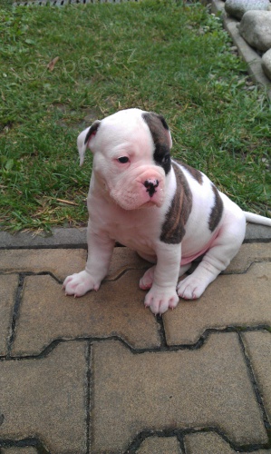 Americk� buldok �t��ata