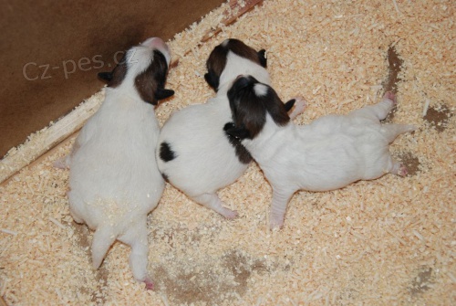Jack Russell Teri�r (�t���tka s PP)