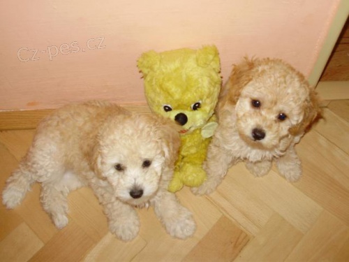 Prod�m �t���tka pudla aprikot