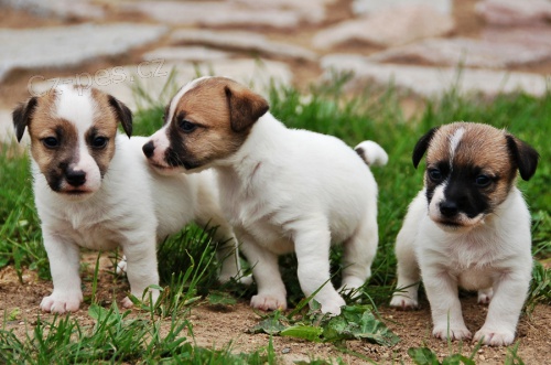 Parson a Jack Russell teri�r