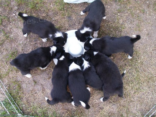 Border kolie bez pp - posledn� 2 kluci, odb�r ihned