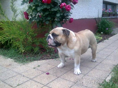 Anglick� bulldog