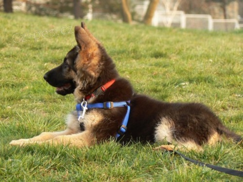 Sh�n�m - N�meck� ov��k