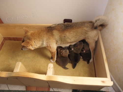 Shiba Inu �t��ata 