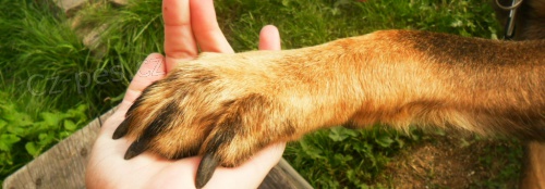 V�cvik a p�ev�chova