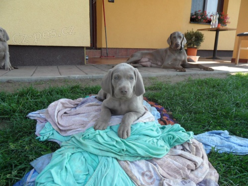 Prod�m �t�n�tka - pejsky v�marsk�ho oha�e bez PP