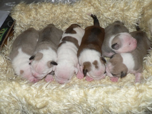 Staroanglick� buldok �t��ata s PP!