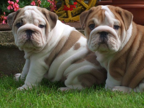ANGLICK� BULLDOG - BULDOG - BULDOK