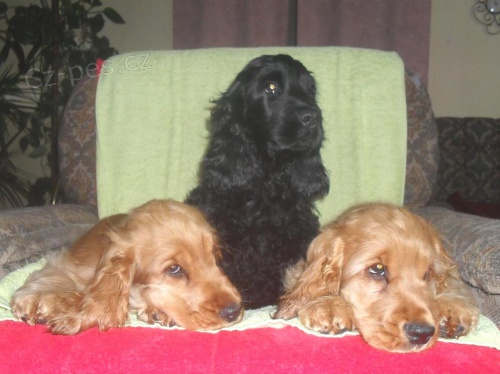 Anglick� kokr�pan�l s PP