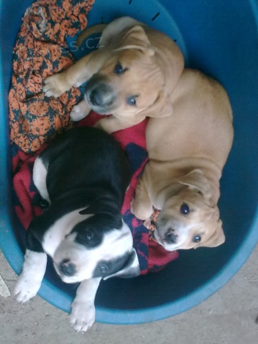 Americk� pitbullteri�r �t���tka s PP