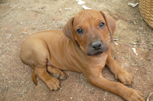 Prod�m �t��ata Rhod�zsk�ho Ridgebacka