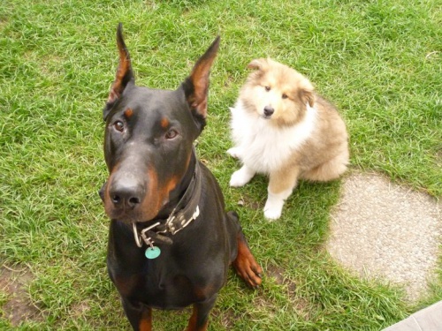 Hl�d�n� ps�! Chovatelsk� pot�eby (granule, pelechy aj.)