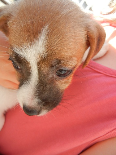 LUXUSN� FENE�KA JACK RUSSELL TERIER PO PAP�ROV�CH RODI��CH