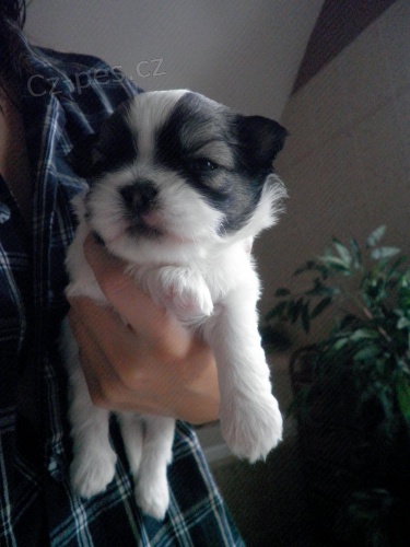 Shih-tzu �t�n�tka