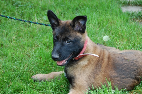 Belgick� ov��k-malinois