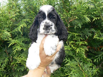 Americk� kokr�pan�l