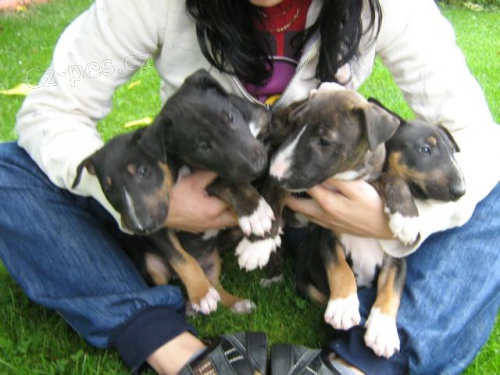 Bulterier s PP �t���tka