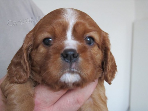 Kavalir King Charles Spanel - Zrzava (Ruby) stenatka