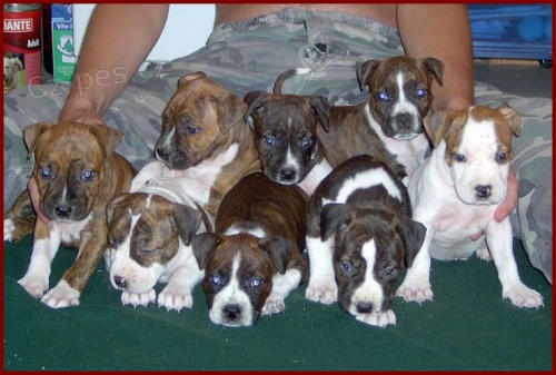 Americk� staford��rsky teri�r