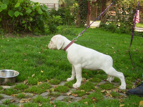 �t�n� b�l�ho boxera