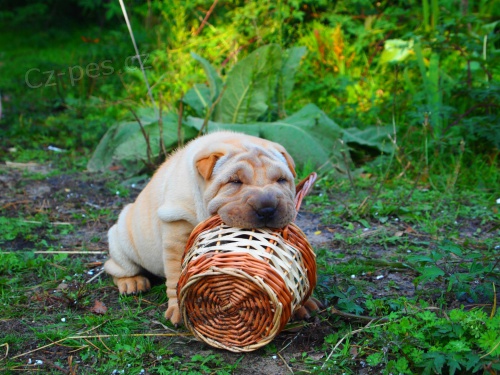 Puppies shar pei Puppies shar pei