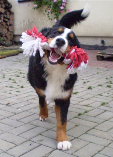 Chlupat� spole�n�k