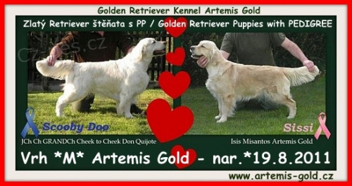 Golden Retriever �t��ata s PP