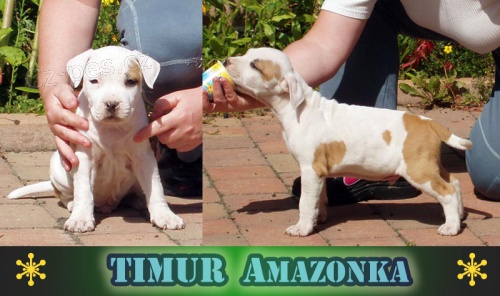 Americk� staford��rsk� teri�r s PP