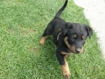 Sleva - prod�m ����ata fr. ov��ka