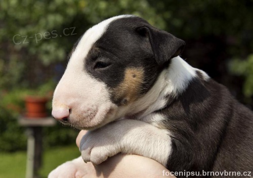 Zad�me �t�n�tka bullteriera s PP