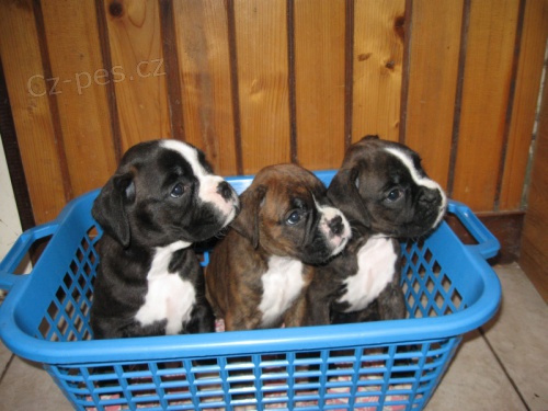 BoXeR štěňátka BoXeR štěňátka