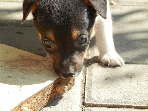 TRICOLORN� PEJSEK JACK RUSSELL TERIER PO PAP�ROV�CH RODI��CH