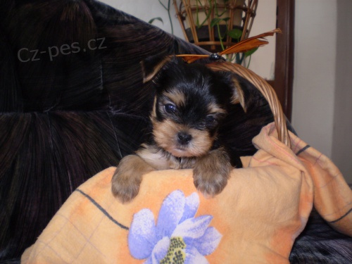 �t���tka Jork��rsk�ho teriera