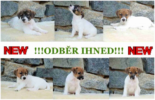 �t���tka JRT s PP ,odb�r ihned