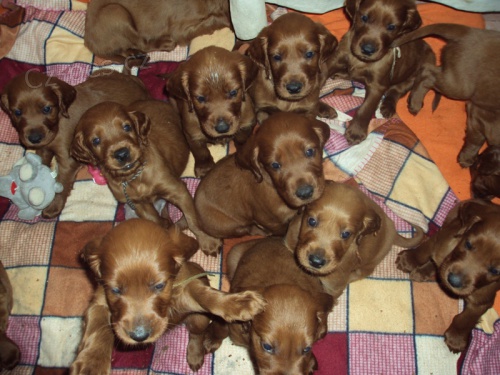 �t��ata irsk�ho setra