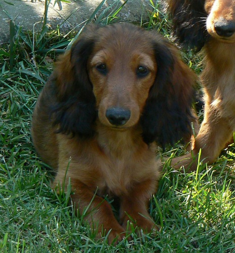 Jezev��k dlouhosrst� trpasli��