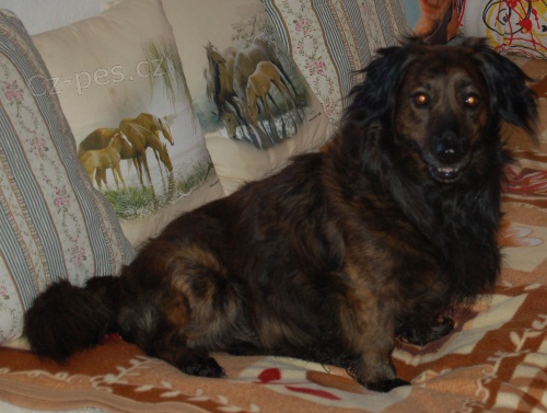 SOS pro 7let�ho jezev��ka