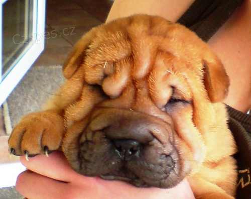 štěňátka Shar Pei s PP štěňátka Shar Pei s PP