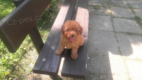 Prod�m �istokrevn� �t�n�tka toy pudl�ku bez PP