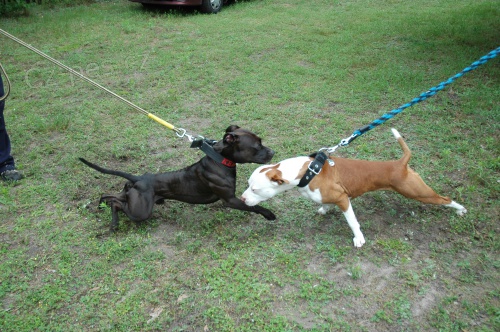 Americk� Pitbulteri�r