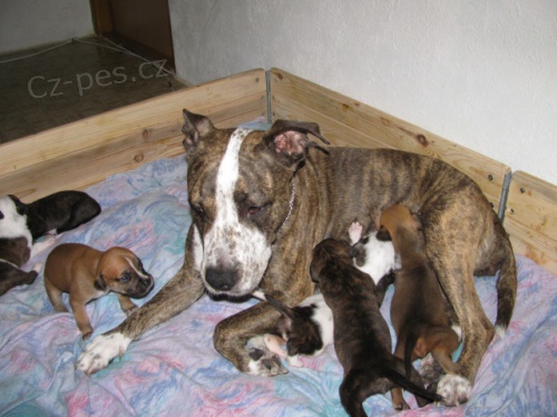 Prod�m �t���tka amstafa