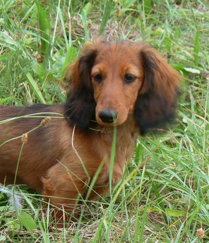 Jezev��k dlouhosrst� trpasli��