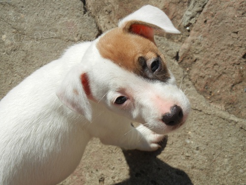 LUXUSN� FENE�KA JACK RUSSELL TERIER, PO PAP�ROV�CH RODI��CH