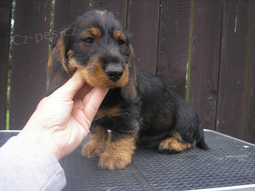 Jezev��k drsnosrst�