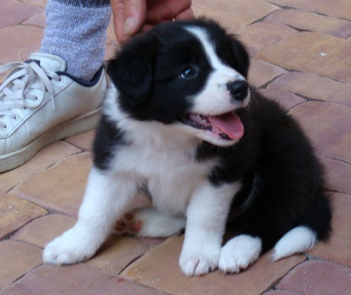 �t���tka Border kolie s PP