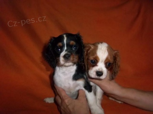 Kaval�r King Charles �pan�l